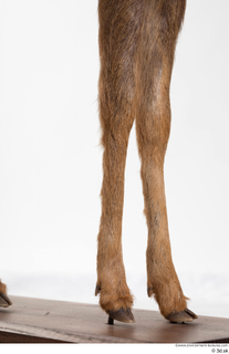 Deer doe leg 0010.jpg